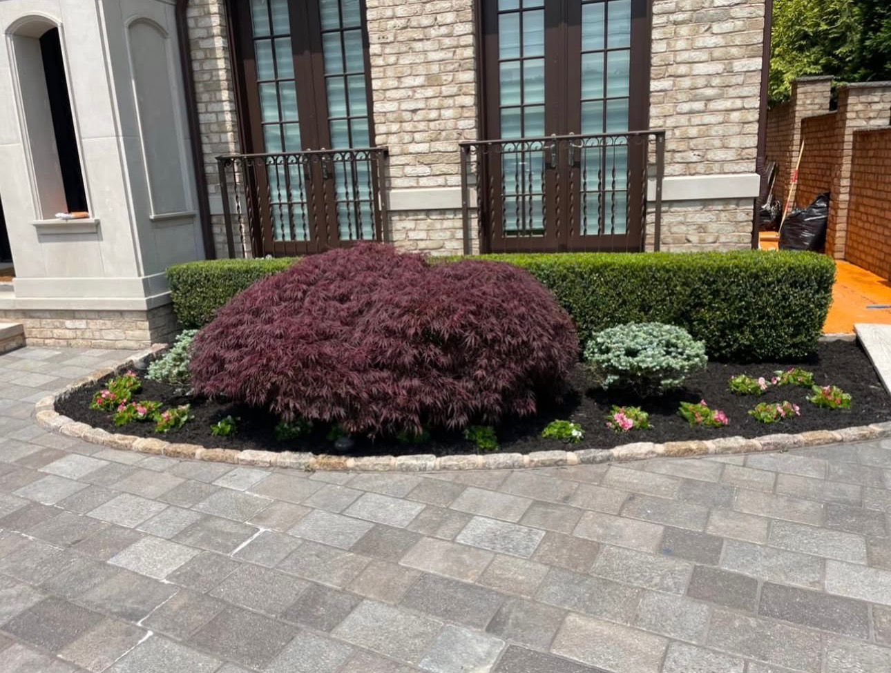 Shaped Japanese maple and trimmed boxwood border at a Cambridge front entry