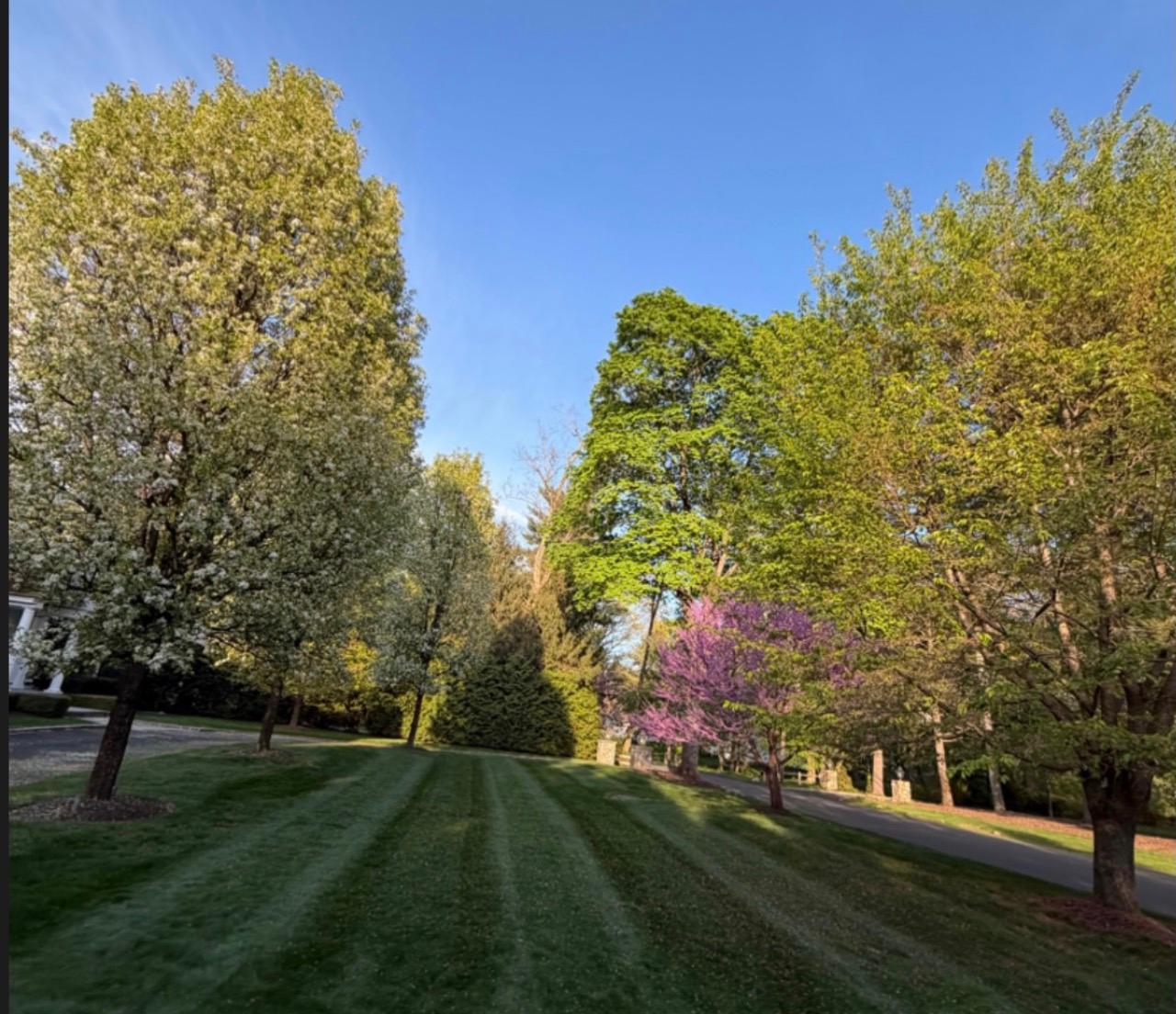 Mature trees over a freshly cut spring lawn in Tri-City Ontario