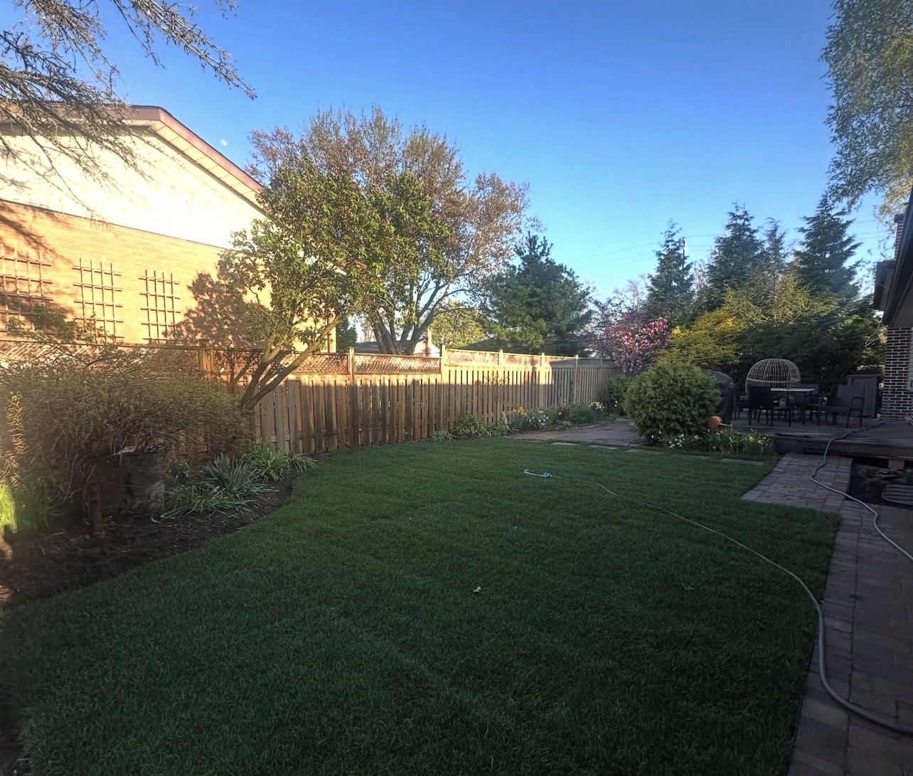 Lush Backyard Lawn Restoration