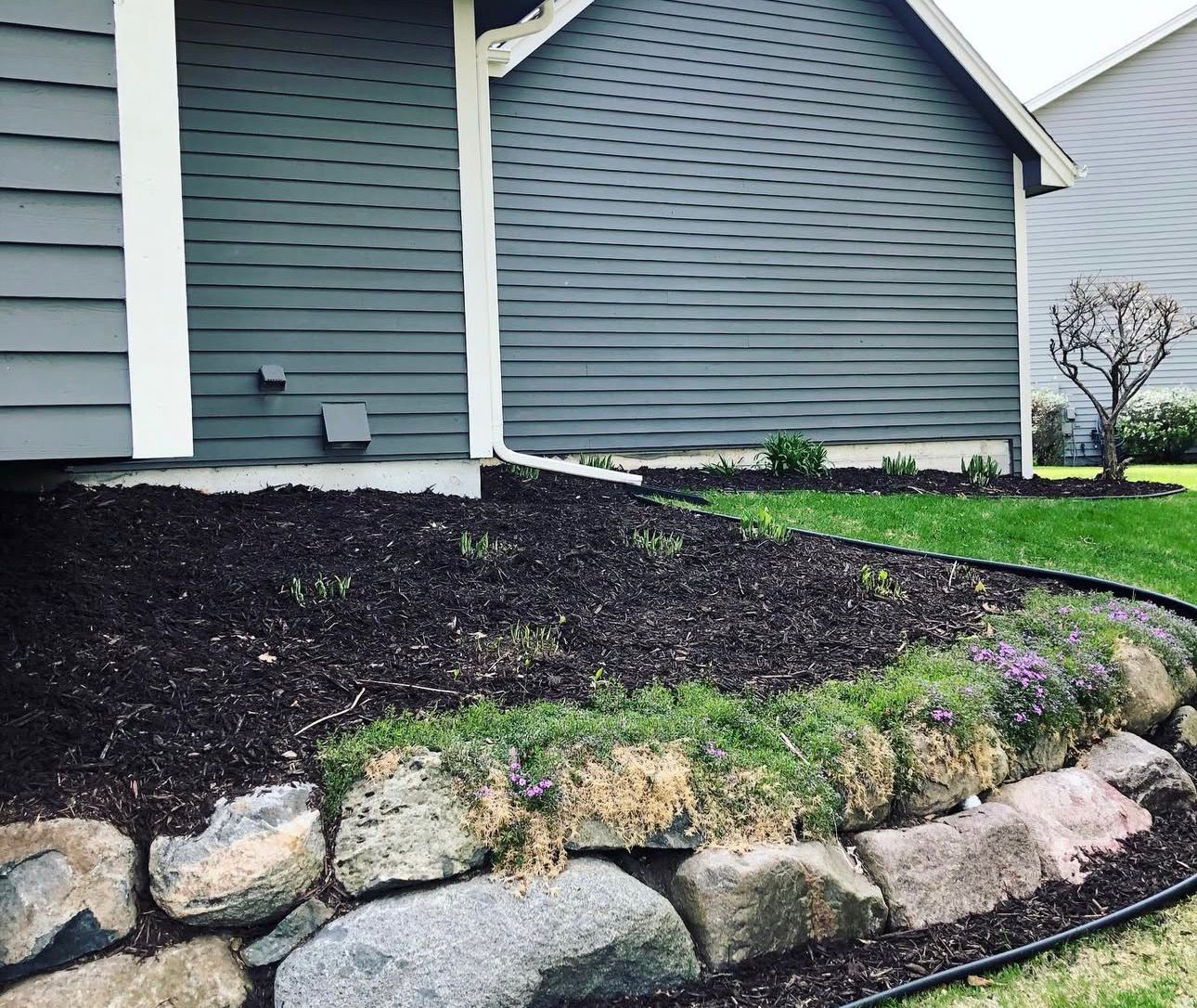 Newly mulched front bed with crisp edging along a Waterloo home