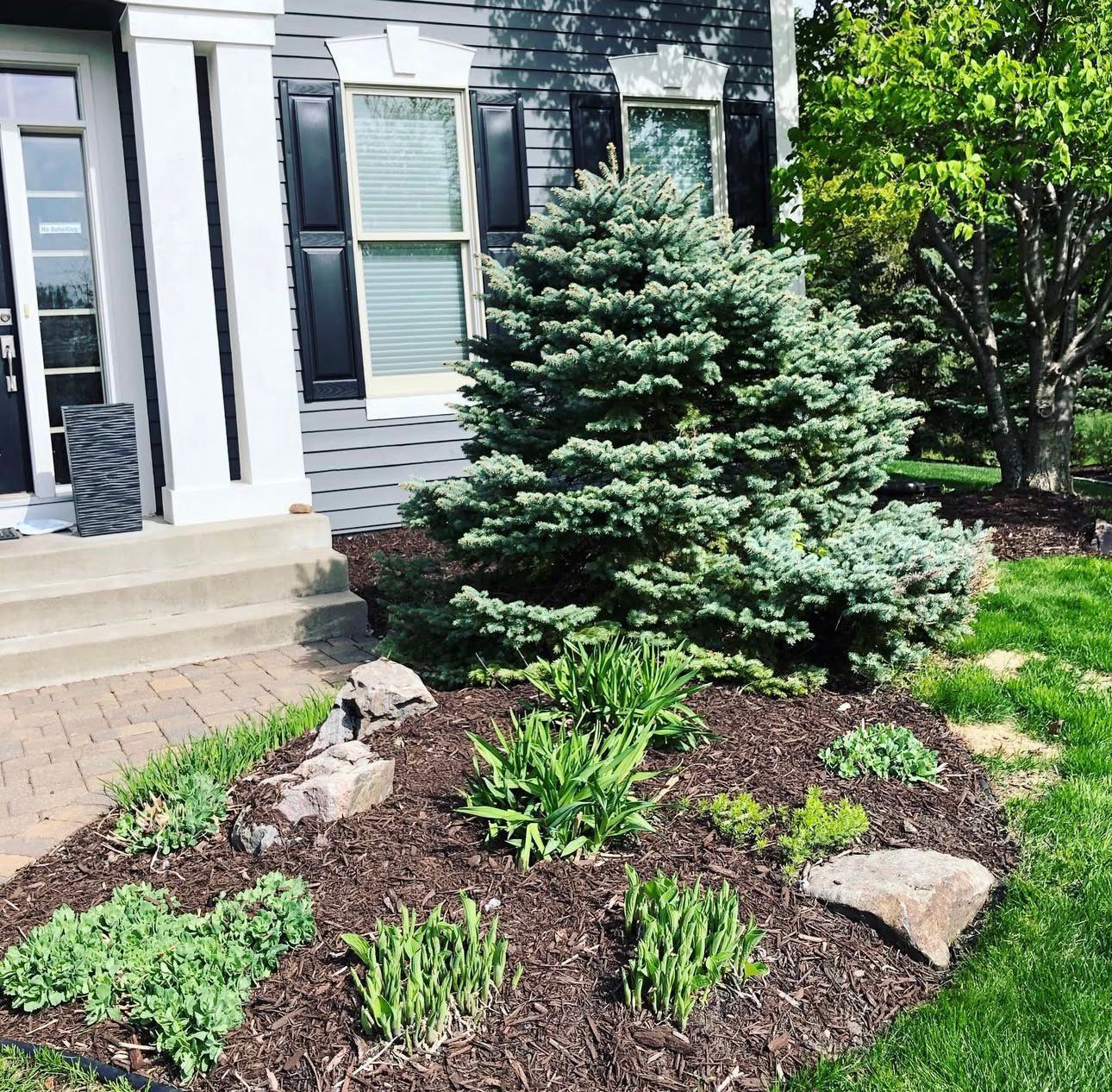Clean garden bed with fresh brown mulch and healthy plantings in Kitchener
